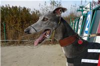 Aldo_87m_Czech_Greyhound_Racing_Federation_DSC05800.JPG