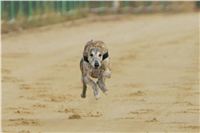 Andy_87m_Czech_Greyhound_Racing_Federation_NQ1M9109.JPG