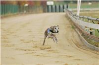 Andy_87m_Czech_Greyhound_Racing_Federation_NQ1M9111.JPG