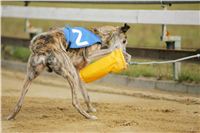 Andy_87m_Czech_Greyhound_Racing_Federation_NQ1M9117.JPG