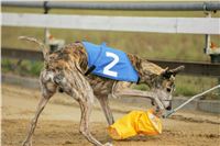 Andy_87m_Czech_Greyhound_Racing_Federation_NQ1M9118.JPG