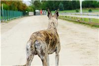 Greyhound_Andy_87m_Czech_Greyhound_Racing_Federation_DSC03168.JPG