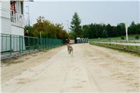 Greyhound_Andy_87m_Czech_Greyhound_Racing_Federation_SC03170.JPG