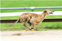 Swift_Czech_Greyhound_Racing_Federation_NQ1M5209.JPG