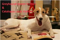 Greyhound_Queen_Vuitton_Catalogue_Louis_Vuitton_Czech_Greyhound_Racing_Federation.jpg