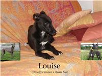 Greyhound_Puppy_Louise.jpg