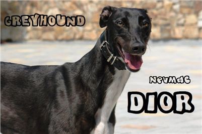 Závodní_chrt_NewMac_DIOR_Ceska_Greyhound_Dostihova_Federace.jpg