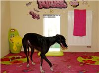 DIOR_Greyhound_Chateaux_Prague_CGDF.JPG