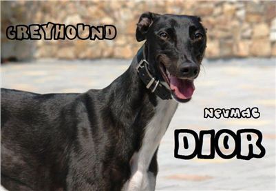 Závodní_chrt_NewMac_DIOR_Ceska_Greyhound_Dostihova_Federace.jpg