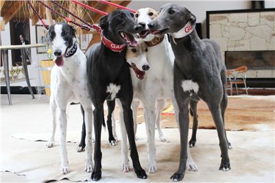 Happy_Birthday_Czech_Greyhound_Racing_Federation_v.jpg