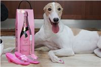 Greyhound_Birthday_Queen_Vuitton_Czech_Greyhound_Racing_Federation.JPG