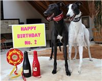 Happy_Birthday_Dolce_&_Gabbana_Czech_Greyhound_Racing_Federation.JPG