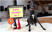 Greyhound_Birthday_Cool_Gabbana_Czech_Greyhound_Racing_Federation.JPG
