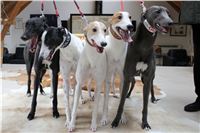 Greyhound_Birthday_Czech_Greyhound_Racing_Federation_8.JPG