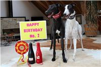 Happy_Birthday_Dolce_&_Gabbana_Czech_Greyhound_Racing_Federation.JPG