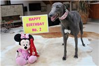 Happy_Birthday_Gucci_Czech_Greyhound_Racing_Federation.JPG