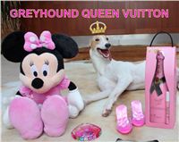 Queen_Vuitton_Greyhound_Birthday_Czech_Greyhound_Racing_Federation-r.jpg