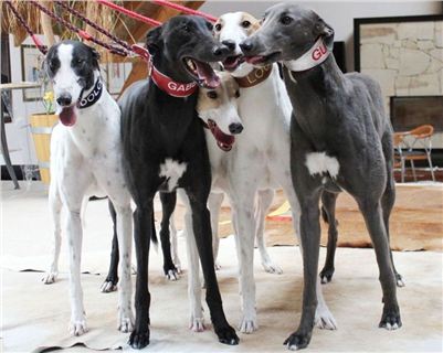 Happy_Birthday_Czech_Greyhound_Racing_Federation_v.jpg