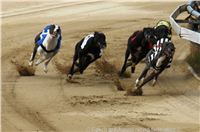 Czech_Greyhound_Racing_Federation_ST_LEGER_2009_DSC08619.jpg