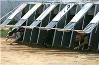 Czech_Greyhound_Racing_Federation_ST_LEGER_2009_NQ1M6939.jpg