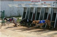 Czech_Greyhound_Racing_Federation_ST_LEGER_2009_NQ1M6941.JPG