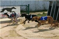 Czech_Greyhound_Racing_Federation_ST_LEGER_2009_NQ1M6943.jpg