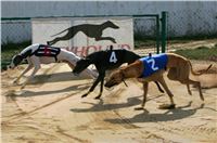 Czech_Greyhound_Racing_Federation_ST_LEGER_2009_NQ1M6944.jpg