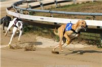 Czech_Greyhound_Racing_Federation_ST_LEGER_2009_NQ1M6957.jpg