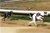 Czech_Greyhound_Racing_Federation_ST_LEGER_2009_NQ1M6959.jpg