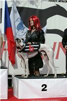 Czech_Greyhound_Racing_Federation_ST_LEGER_2009_NQ1M7004.JPG