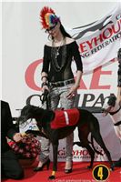 Czech_Greyhound_Racing_Federation_ST_LEGER_2009_NQ1M7090.JPG