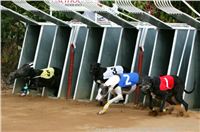 Czech_Greyhound_Racing_Federation_ST_LEGER_2009_NQ1M7100.jpg