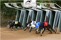 Czech_Greyhound_Racing_Federation_ST_LEGER_2009_NQ1M7101.jpg