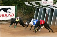 Czech_Greyhound_Racing_Federation_ST_LEGER_2009_NQ1M7103.jpg