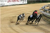 Czech_Greyhound_Racing_Federation_ST_LEGER_2009_NQ1M7132.jpg