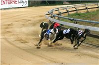 Czech_Greyhound_Racing_Federation_ST_LEGER_2009_NQ1M7135.jpg