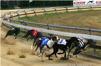 Czech_Greyhound_Racing_Federation_ST_LEGER_2009_NQ1M7137.jpg