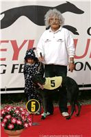 Czech_Greyhound_Racing_Federation_ST_LEGER_2009_NQ1M7267.JPG