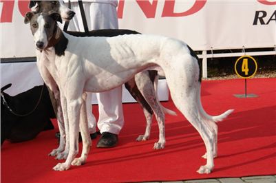 Czech_Greyhound_Racing_Federation_ST_LEGER_2008_DSC05835.jpg