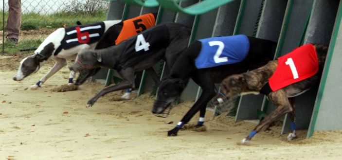 Czech_Greyhound_Racing_Federation_ST_LEGER_2008_NQ1M8719.jpg