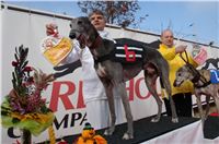 Czech_Greyhound_Racing_Federation_ST_LEGER_2008_DSC05784.JPG