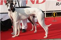 Czech_Greyhound_Racing_Federation_ST_LEGER_2008_DSC05835.JPG