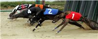 Czech_Greyhound_Racing_Federation_ST_LEGER_2008_NQ1M8721.JPG