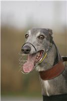 Czech_Greyhound_Racing_Federation_ST_LEGER_2008_NQ1M9148.JPG