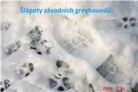 Greyhound_Trace_LV_Czech_Greyhound_Racing_Federation.JPG