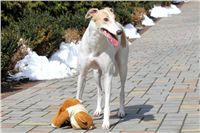 Greyhound_outdoor_sport_Czech_Greyhound_Racing_Federation.JPG