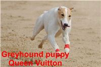Queen_Vuitton_Czech_Greyhound_Racing_Federation_CGDF.jpg