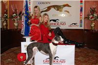 Golden_Greyhound_Awards_Czech_Greyhound_Racing_Federation_DSC09513.JPG