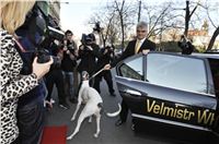 Golden_Greyhound_Awards_winners_Czech_Greyhound_Racing_Federation_2120324.jpg