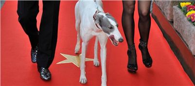 Red_Carpet_Golden_Greyhound_Awards_Czech_Greyhound_Racing_Federation.jpg